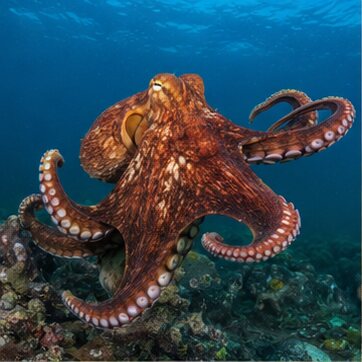 Giant Pacific octopus in its natural habitat